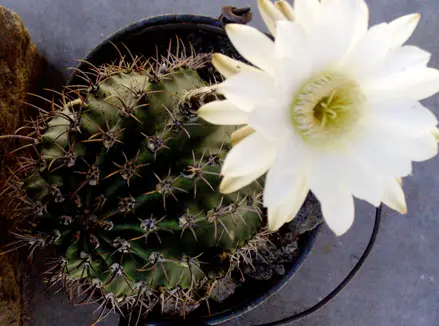 Flor de cactus