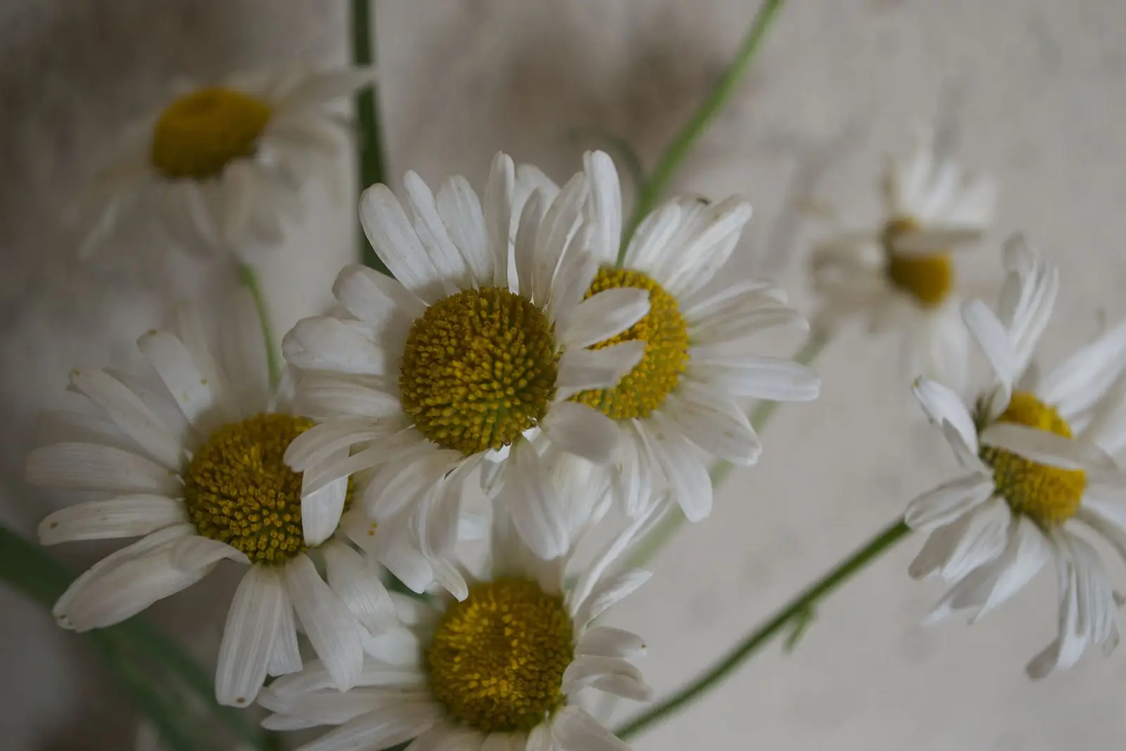 Flores de manzanilla