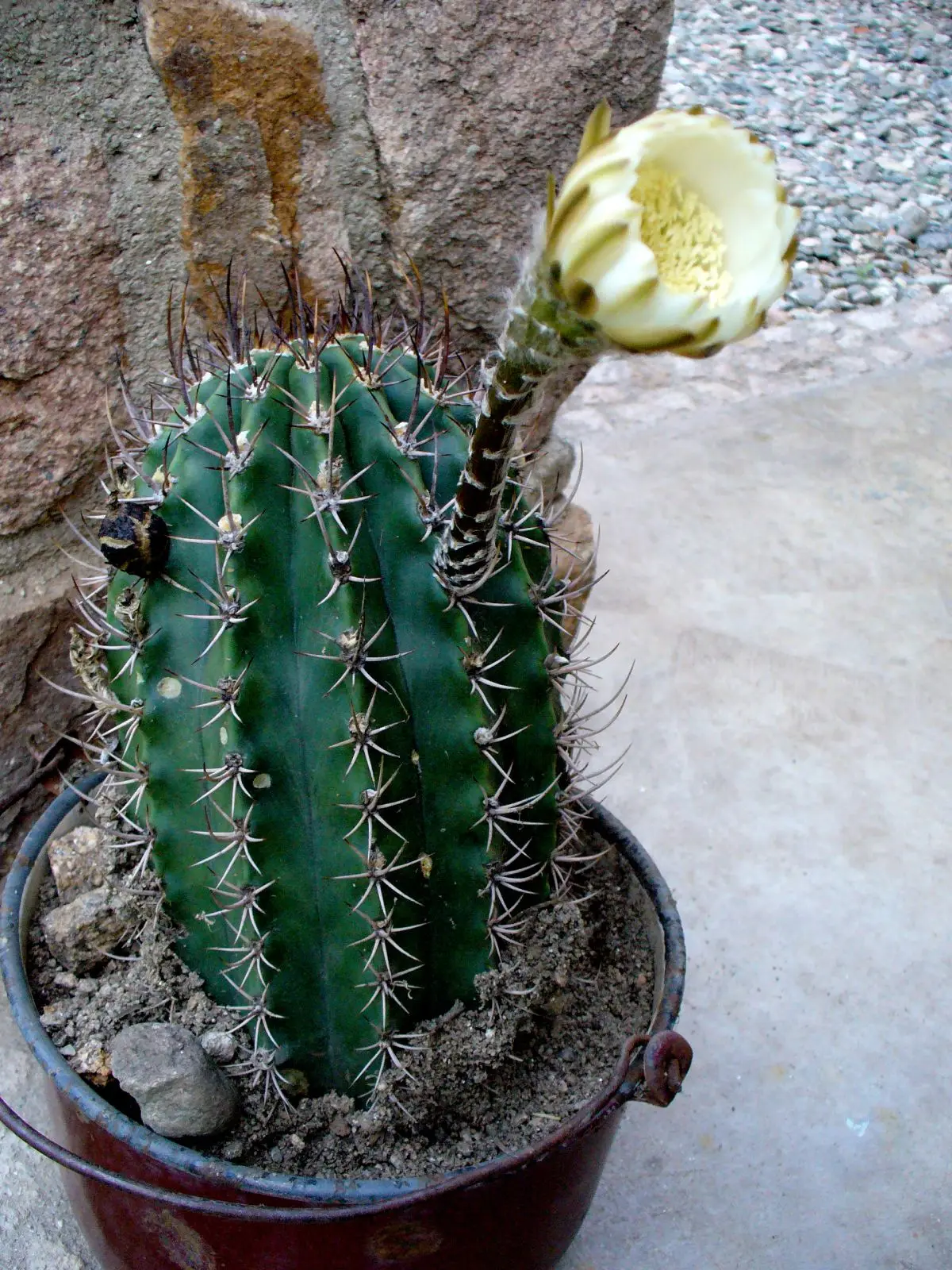 Cactus en flor