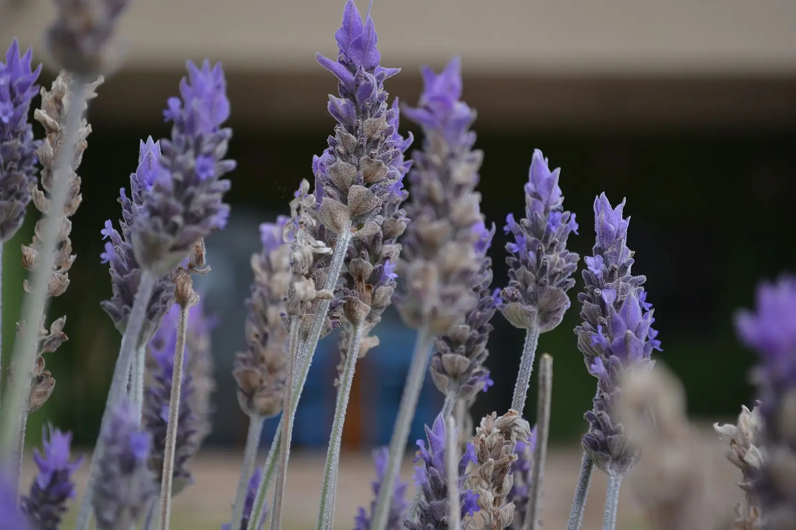 Flores de lavanda