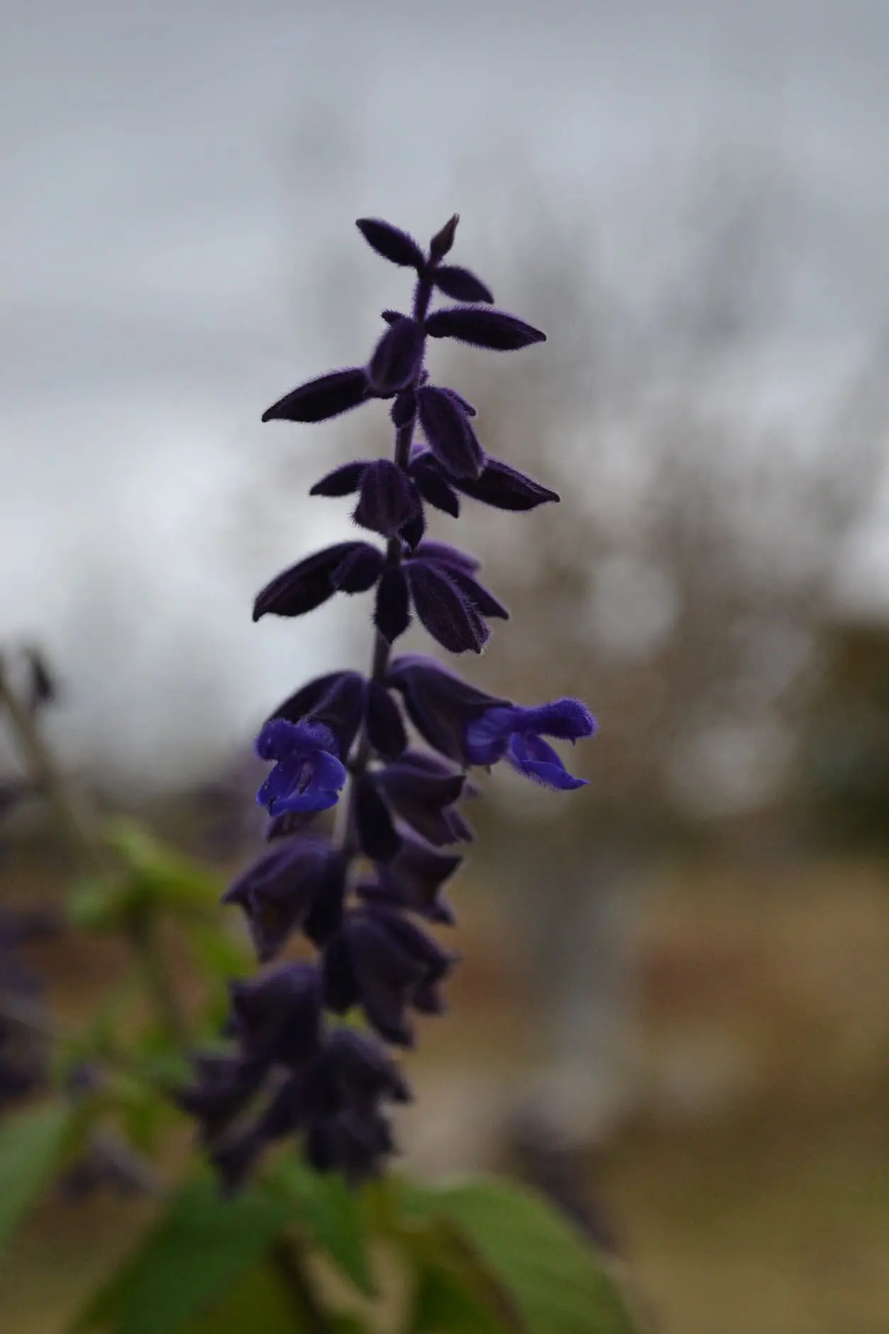 Flor de salvia violeta