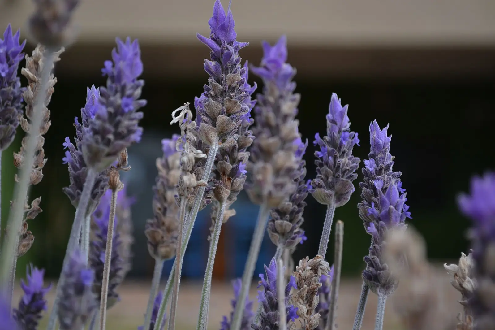 Flores de lavanda