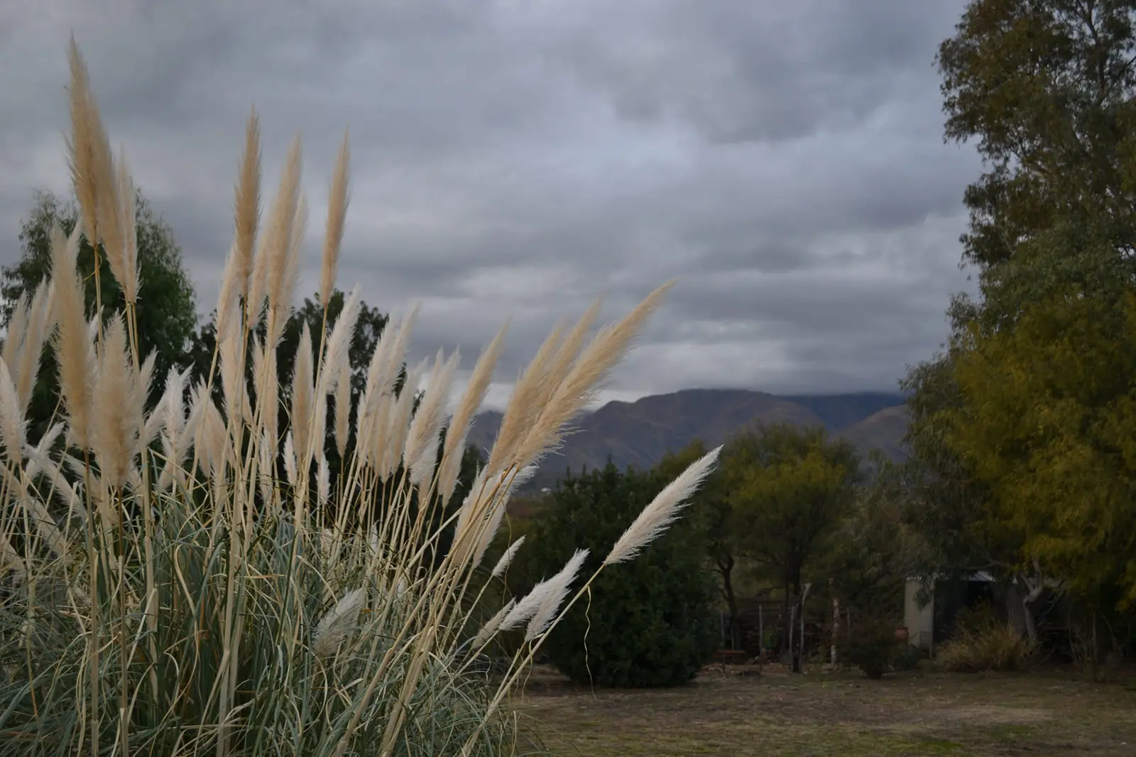 Cortaderas y sierras en el parque