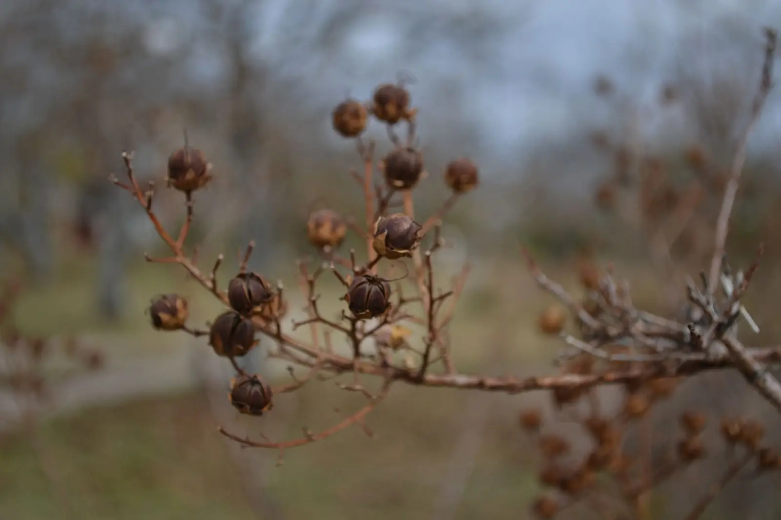 Ramas con frutos secos en el parque