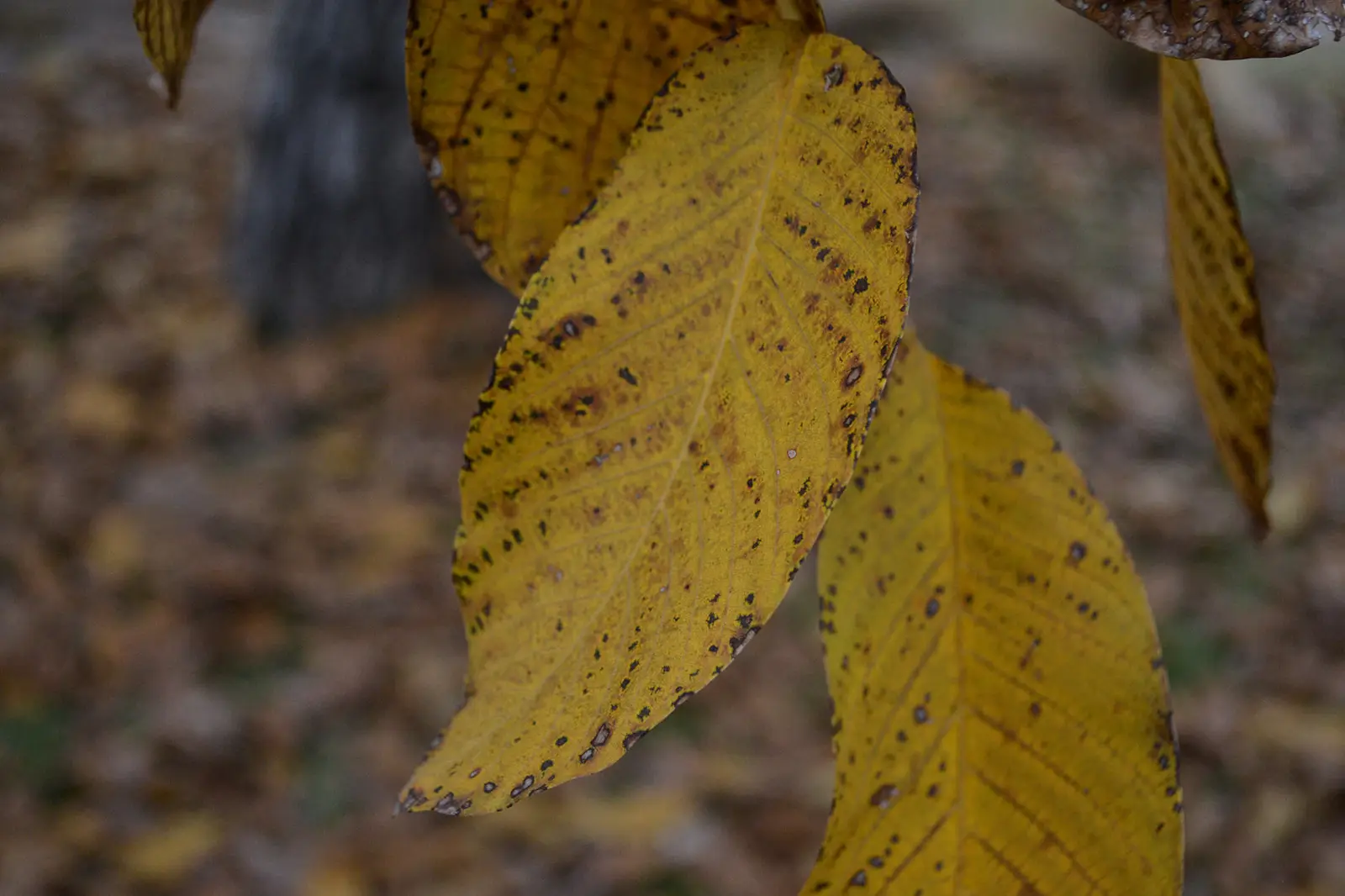 Hojas de nogal en otoño